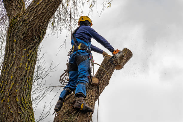 Reliable Flushing, MI Tree Services Solutions